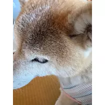 まほ