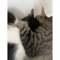 結城 かなの