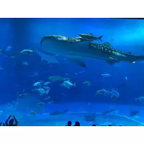 ミユ
