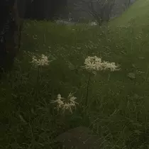 ララ