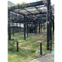 藤本 さや
