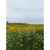 ふうか