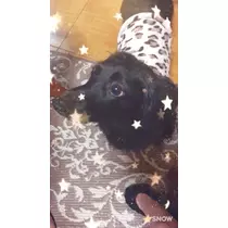 りえ