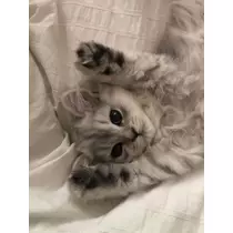 ぴの