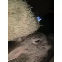 ゆうか