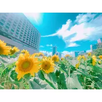 さくら