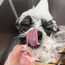 ミカ