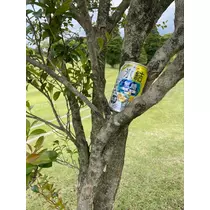 美月