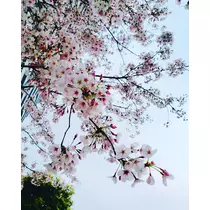 本城 椿