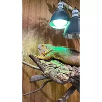 ミイ