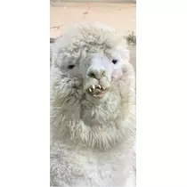 立華 碧