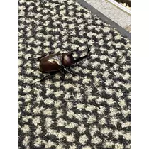 七海 結愛
