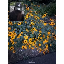 せら