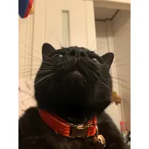 トモミ