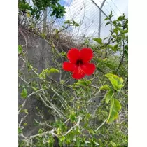 宝條 夏恋