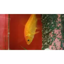 一条 まい