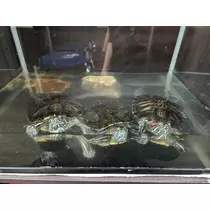 エミ （スタッフ）