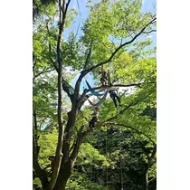 リリー