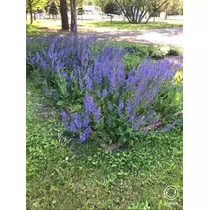 宝條 夏恋