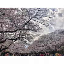 未来