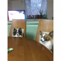 あかり