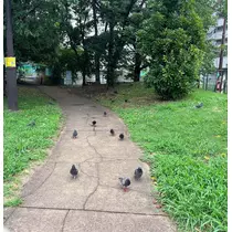 すみれ