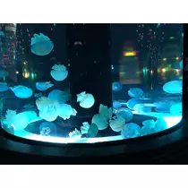あや