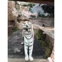 あいか