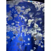 七瀬 ゆず