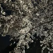 さつき