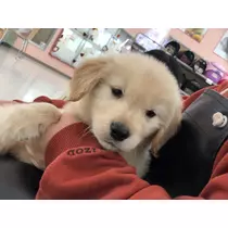ことり