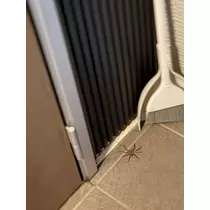 せら