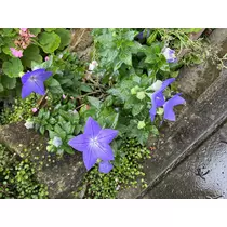 すみれ