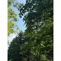緑 四葉