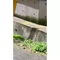 かずは