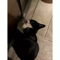 サラ