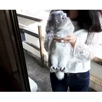 ゆきの