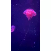 宇都宮 もえ