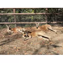 なこ