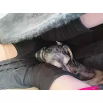 紗貴