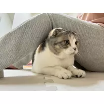 みつき