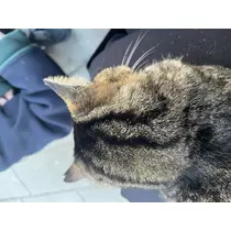らら