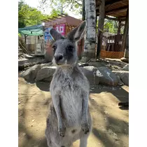 杠 いちか