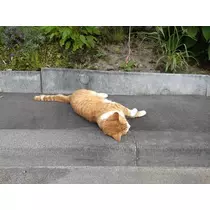 ひな