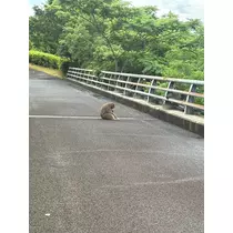 まゆか