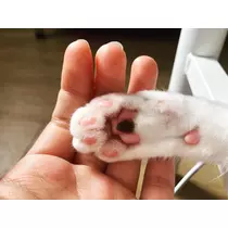 ねね