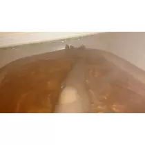 七星 夏純