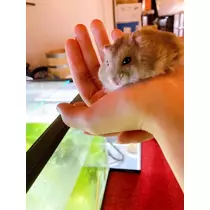 あいる