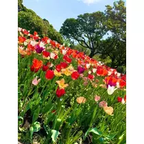 橘 美桜