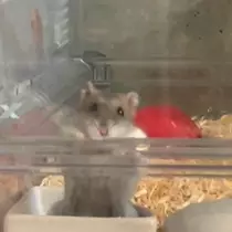 ゆな